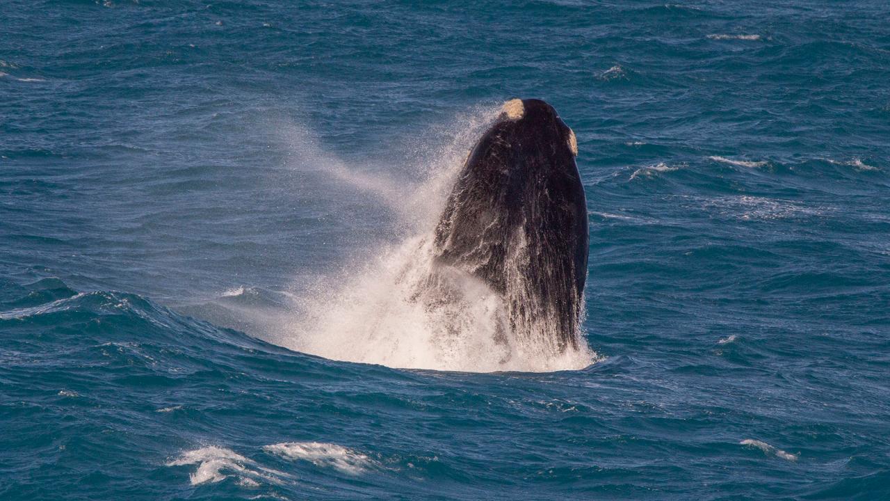 Bunda Cliffs Whale Watching