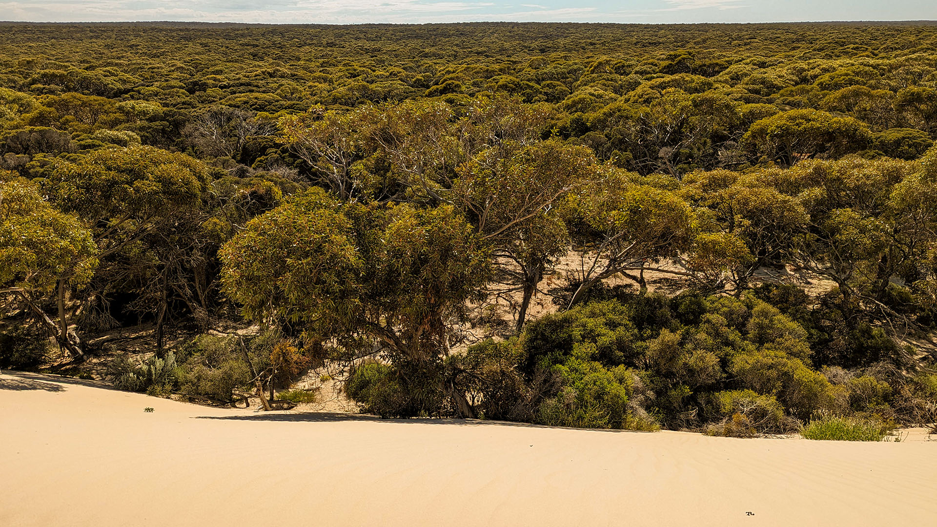 Ancient Dunes and Mallee 4WD Tour