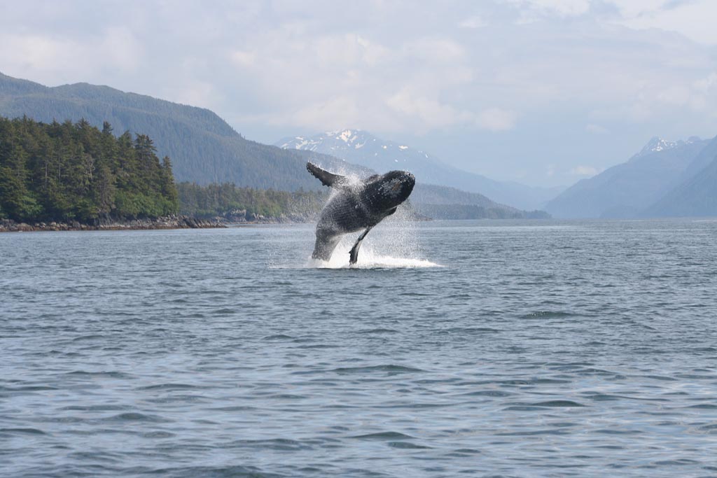 Whales, Sea Otters, Puffins, and More! Private Wildlife Cruise of Sitka Sound