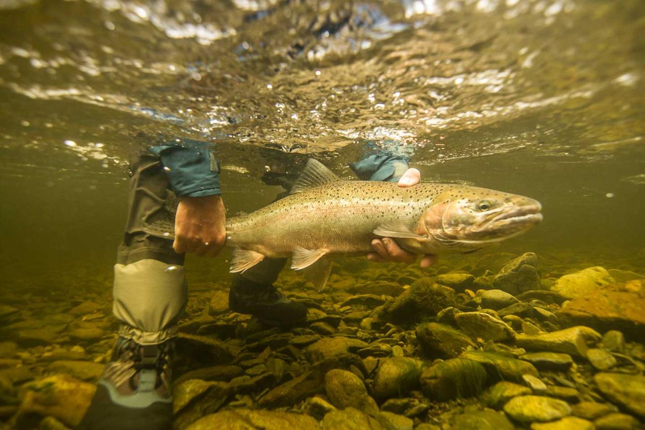 Wild Alaskan Steelhead On The Fly