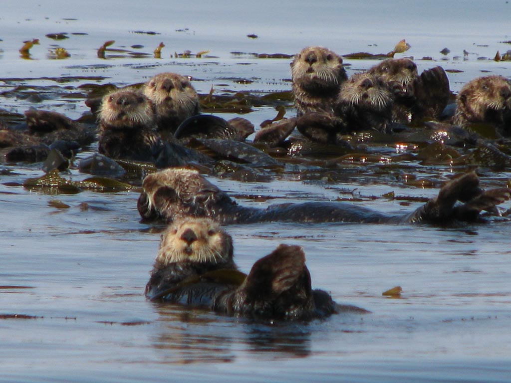 Image result for sitka wildlife