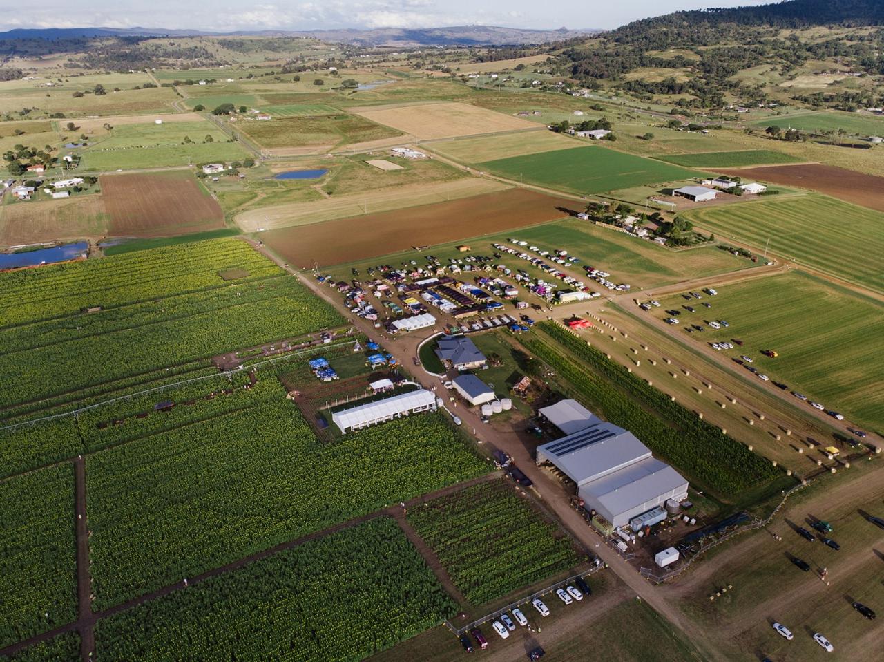 Kalbar Sunflowers 2026 - Great Ocean Helicopters Reservations