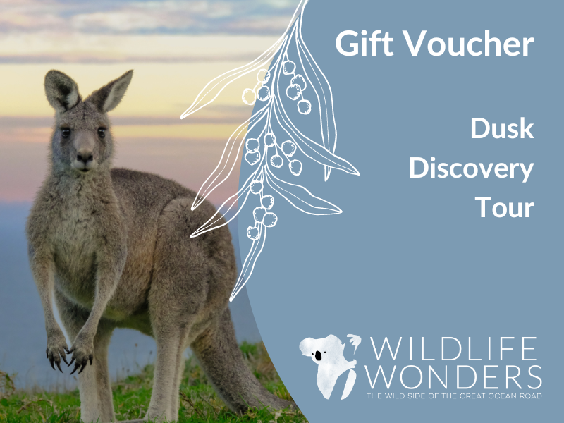 Share the wonder of a Dusk Discovery Tour