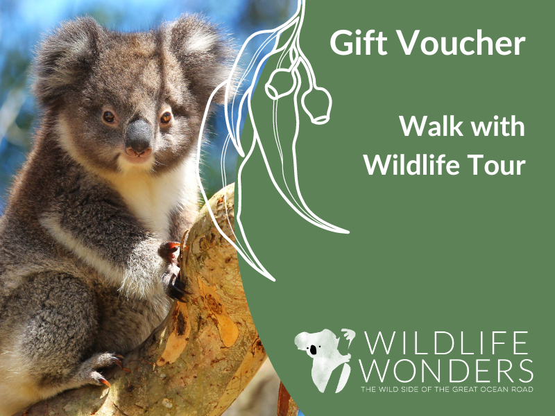 Share the wonder of a Walk with Wildlife Tour