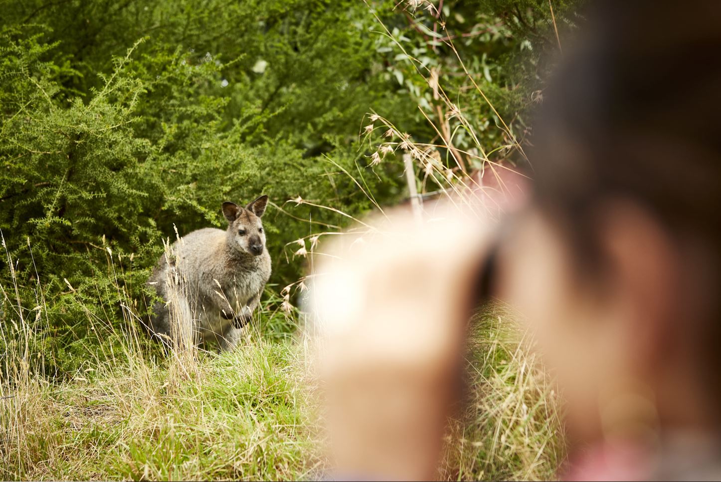 Walk with Wildlife - guided tour