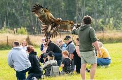 Birds of Prey Shared Experience (Up to 40 visitors in a group booking)