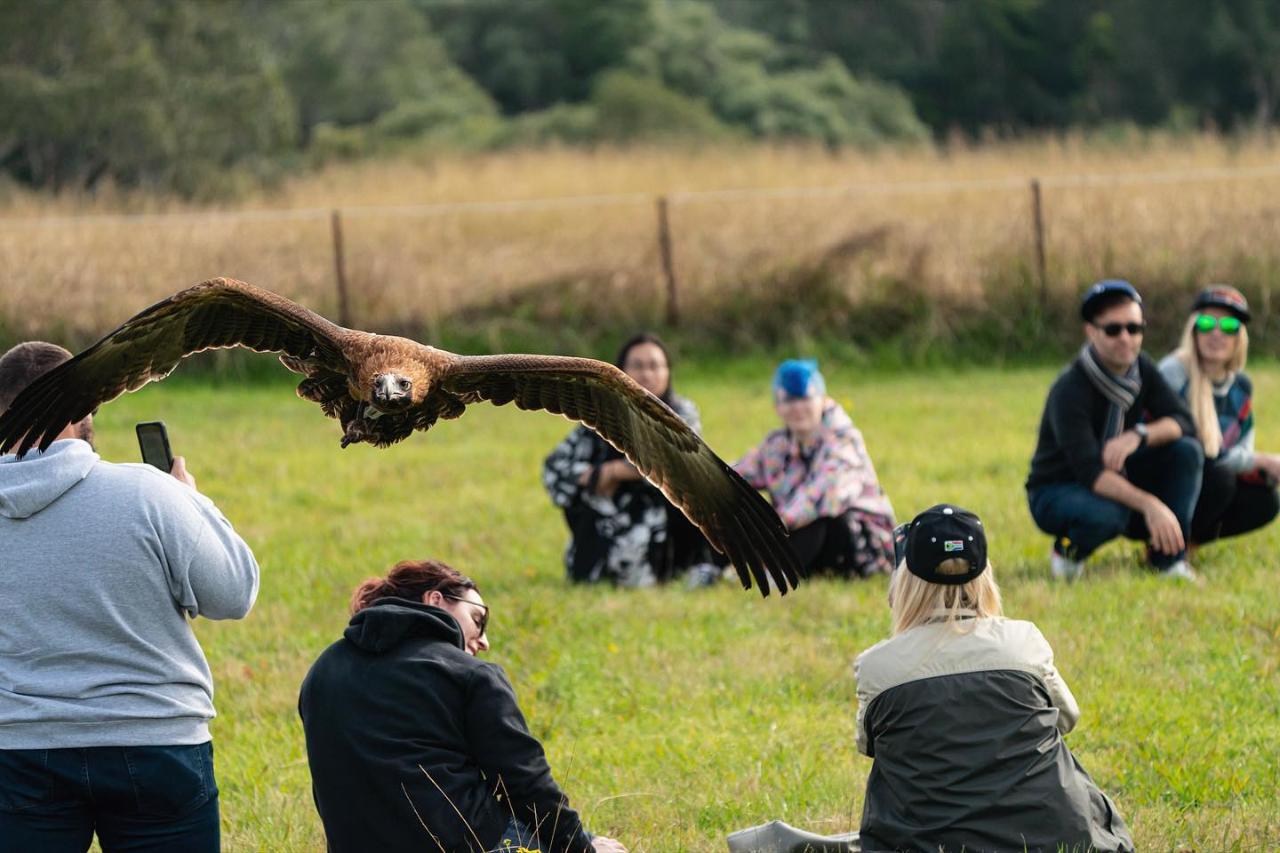 Birds of Prey Shared Experience (Up to 40 visitors in a group booking