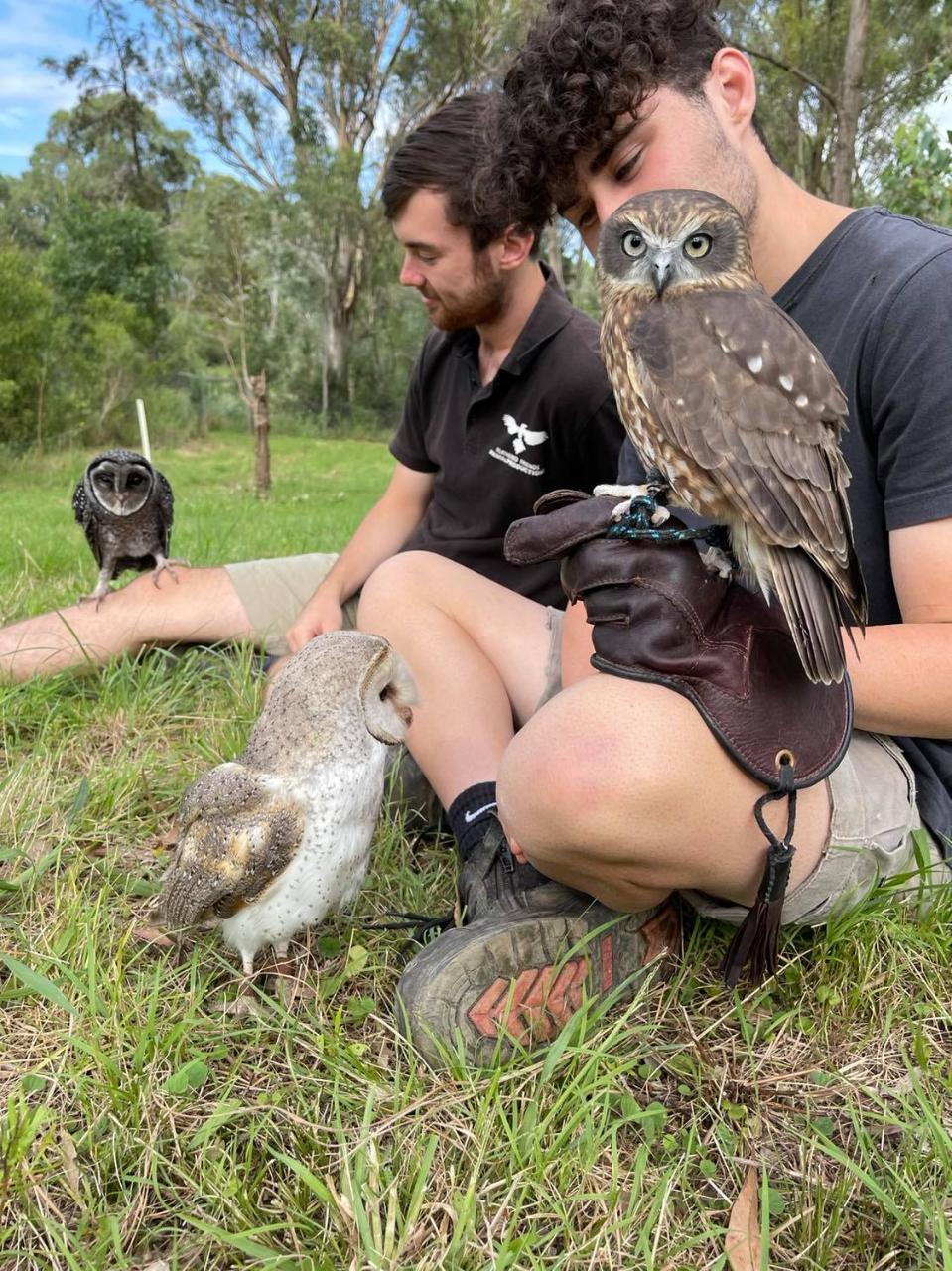 Afternoon Owl Experience 