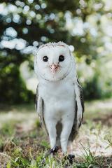 Owl Experience - Standard