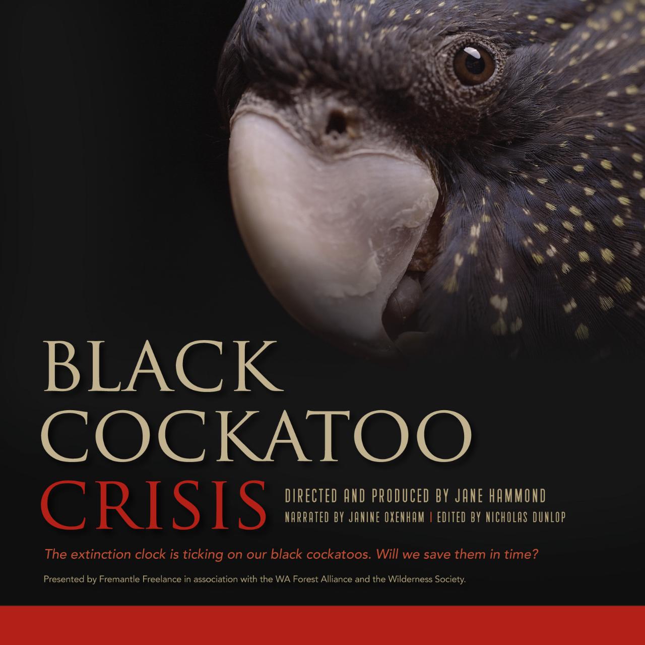 Black Cockatoo Crisis - For the Love of Birds on Valentine's Day 14th of February - Special Movie and Bird Encounter.