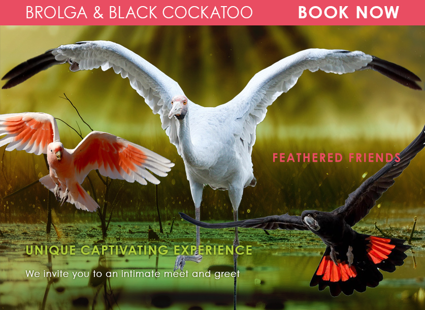 Brolga & Black Cockatoo Experience 