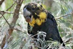 Black Cockatoo Conservation Plant Pack >10 Hiko seedlings - HELP STOP EXTINCTION! 