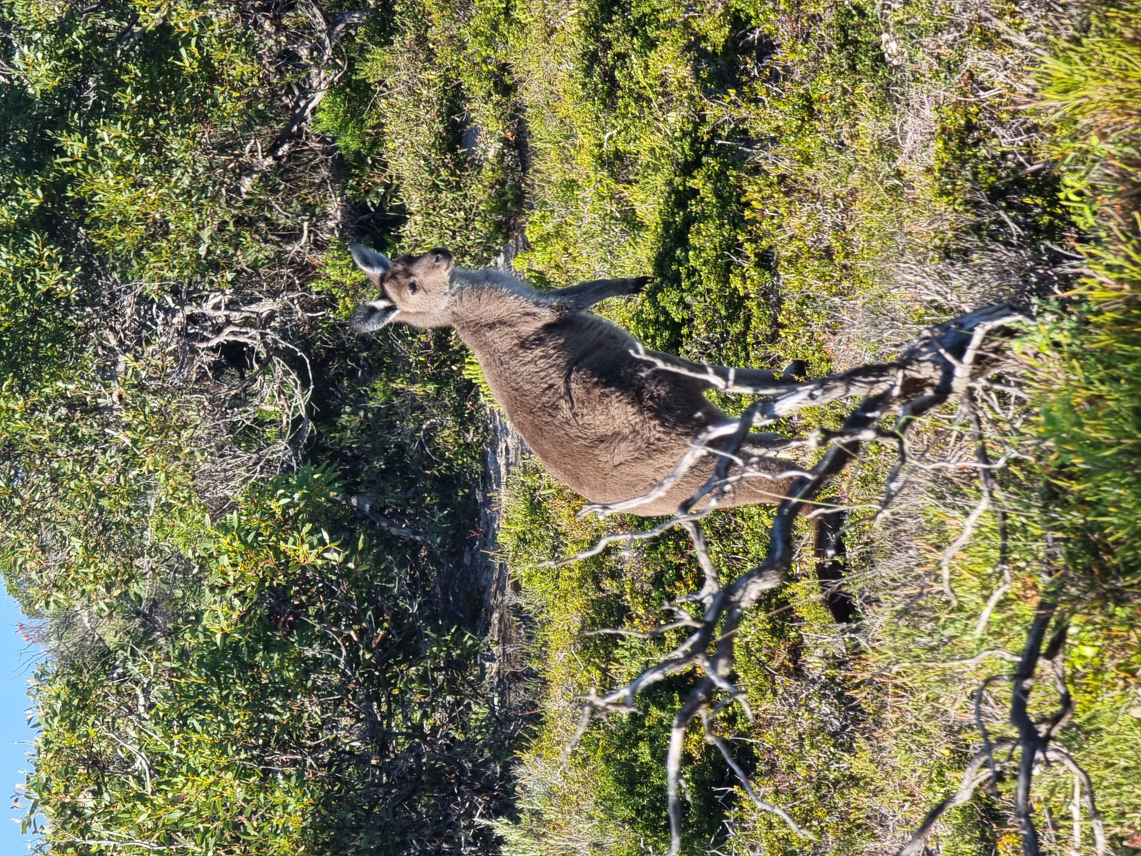 Port Lincoln National Park Sightseeing & Off-road Tour