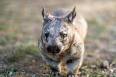 Wombat Kangaroo Sunset Supper Safari - Port Lincoln