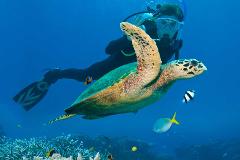 The Ultimate Great Barrier Reef Safari - Half Day Private Charter