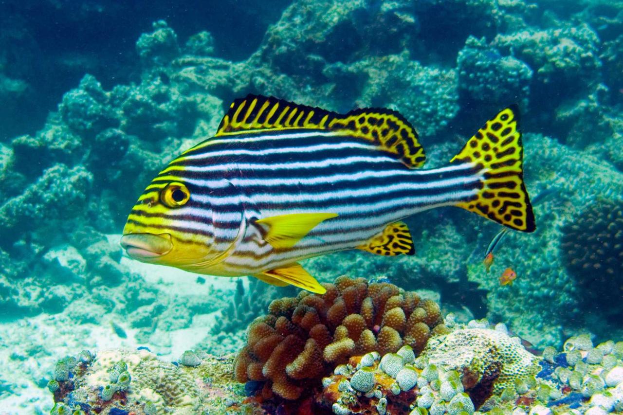 Dive Safari On The Great Barrier Reef