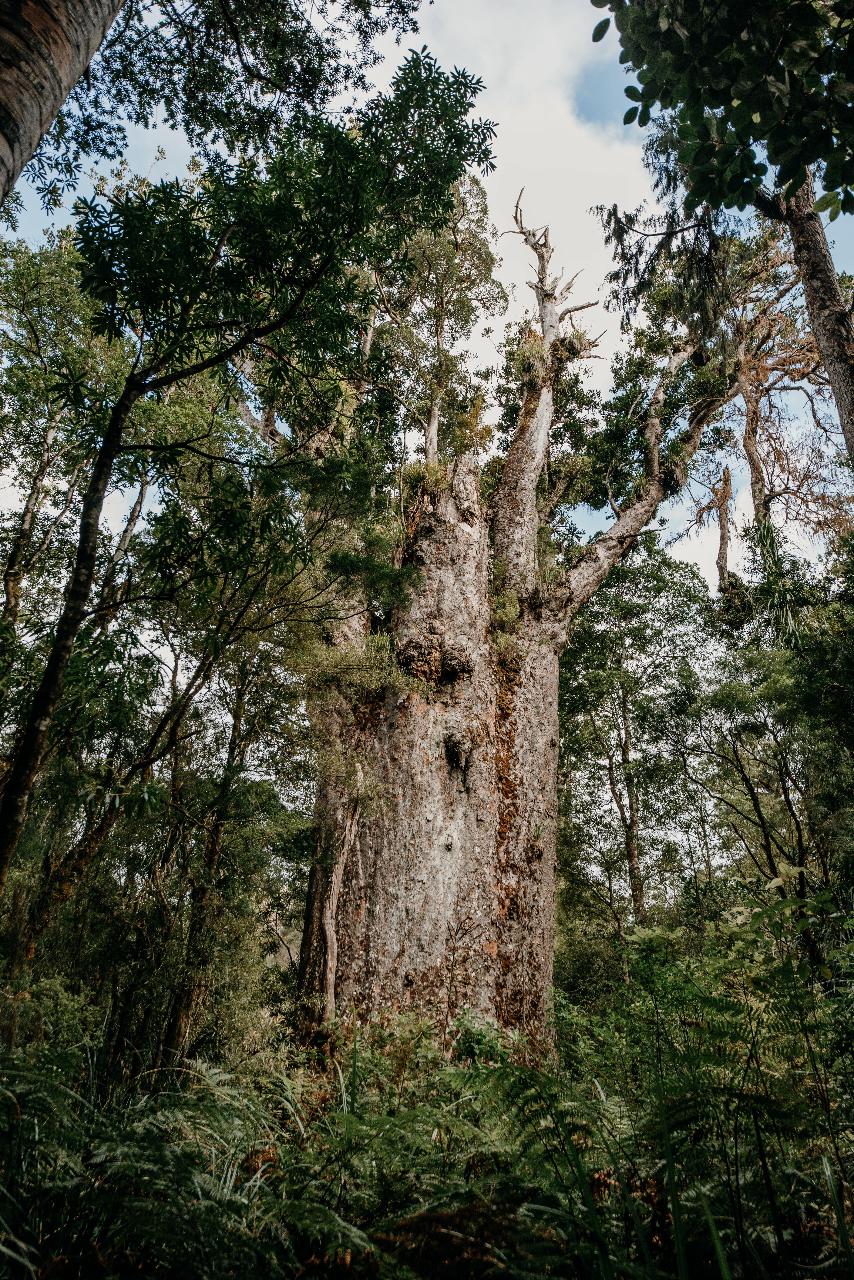 Te Matua Ngahere Twilight Experience (during Tane Mahuta Track closure)