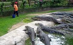 Crocodile Adventureland Langkawi Adventure Combo(Mykad)