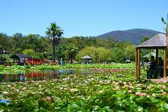 Blue Lotus Gardens