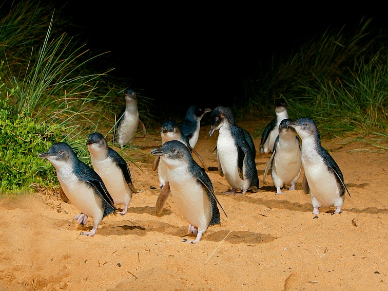 Phillip Island Wine, Wildlife, & Penguins Tour from Phillip Island