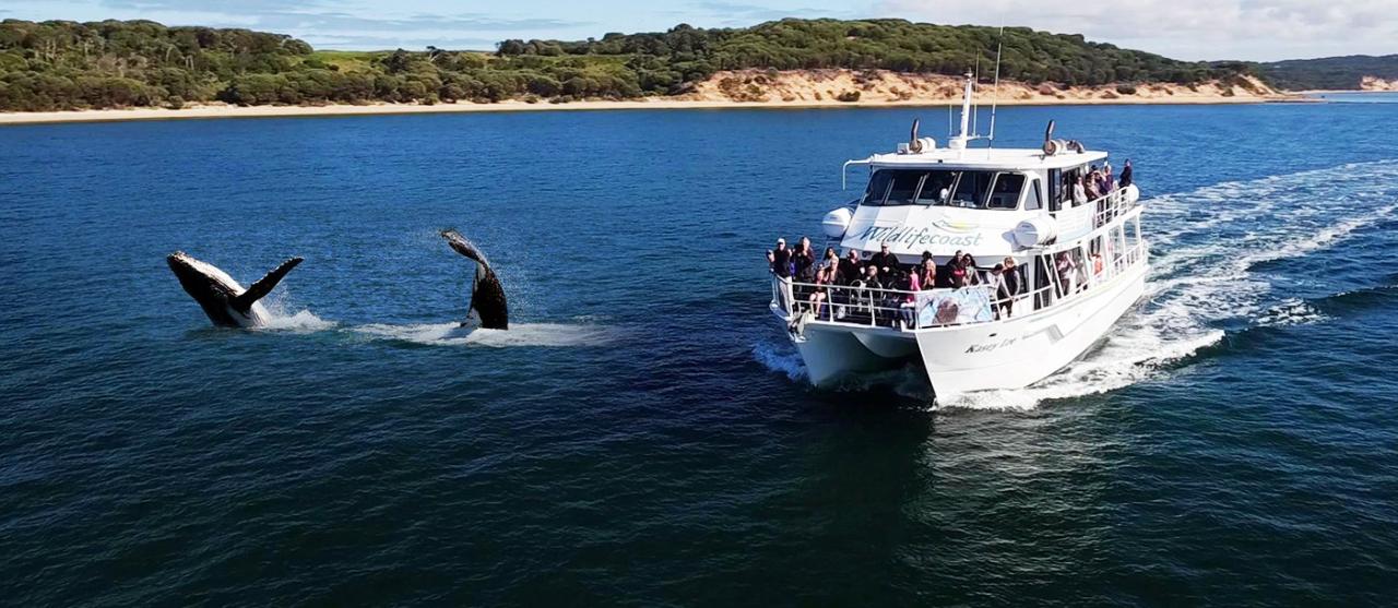 Whale Watching Cruise of Phillip Island