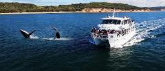 Whale Watching Cruise of Phillip Island