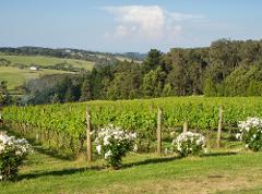 Macedon Ranges Private Wine Tour