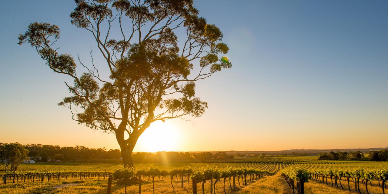 Barossa Valley Private Wine Tour