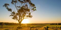 Barossa Valley Private Wine Tour