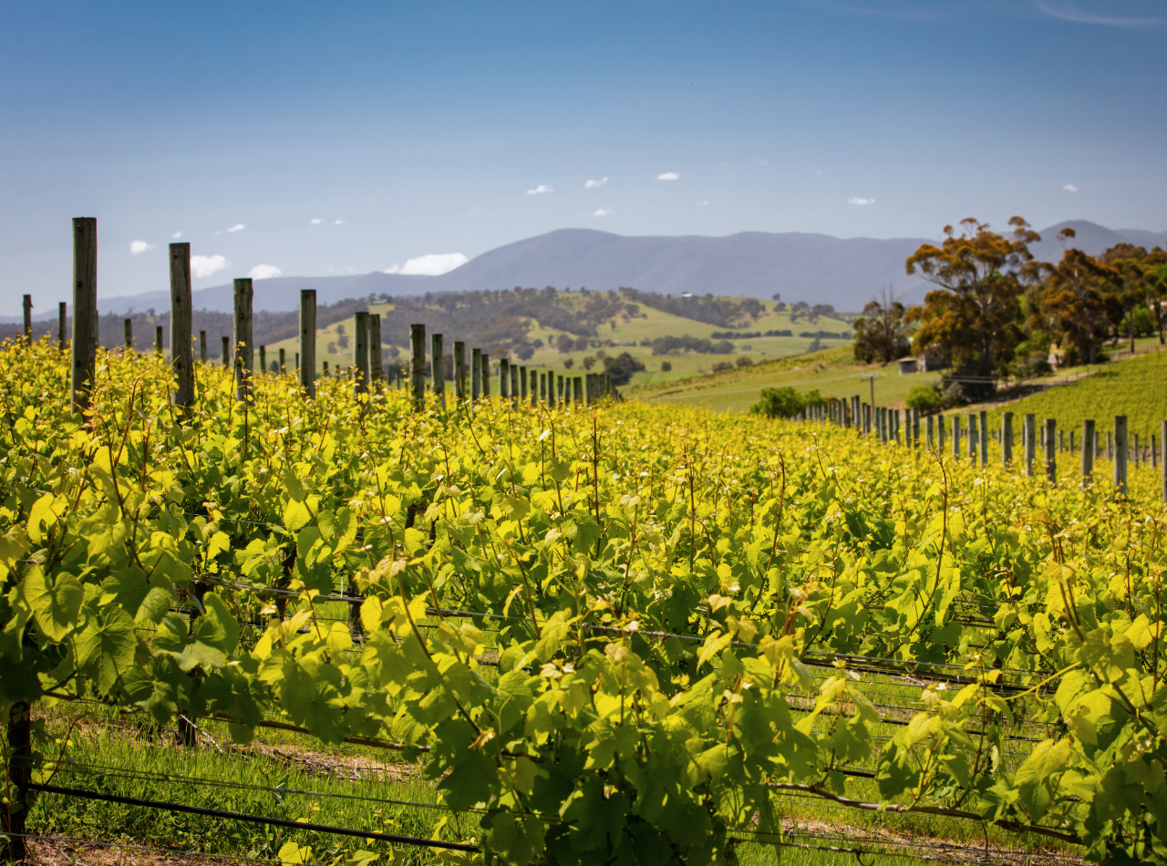 Yarra Valley Private Wine Tour