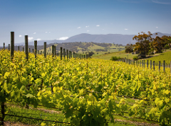 Yarra Valley Private Wine Tour