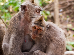 Local Highlights - A Self Guided Tour of Ubud, Bali