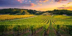 Family Mystery Picnic - Adelaide Hills