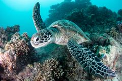 SS Yongala - Single Morning Dive