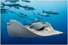 SS Yongala - Day Trip (2 dives) - Departing Alva Beach  