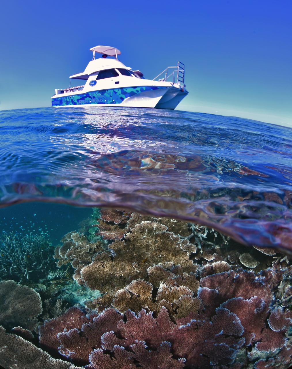 Outer Great Barrier Reef Day Trip on Ocean Magic - Snorkelling/SCUBA ...