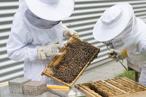 beekeeper_2650663_1280