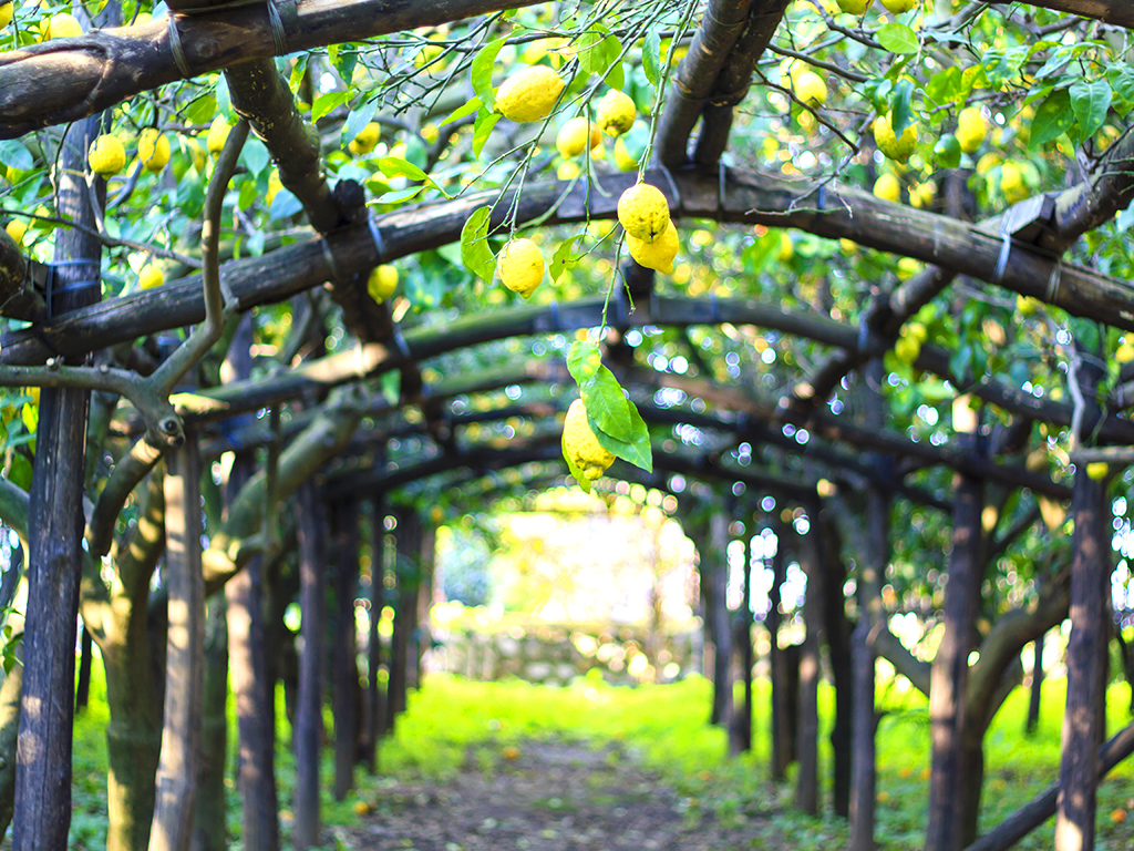 Pompeii and Sorrento with Limoncello Tasting from Naples