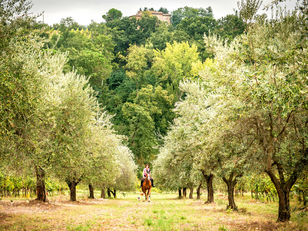 Horseback Riding in Chianti Vineyards