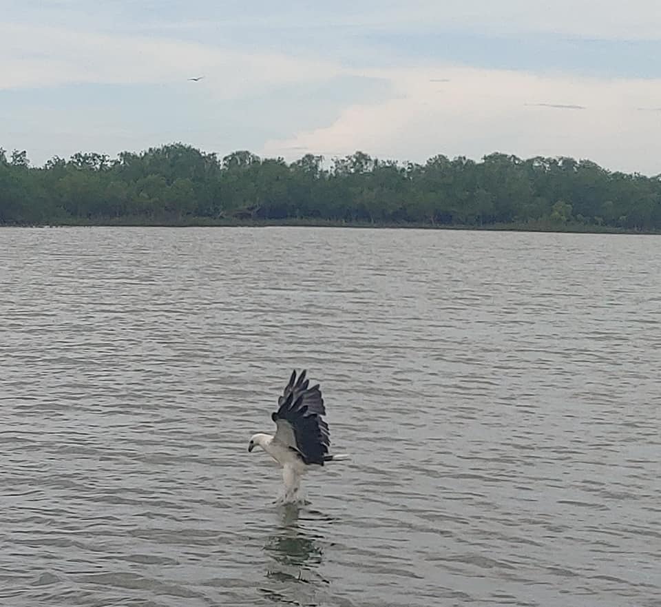 Barramundi Fishing at Corroboree Billabong Full Day