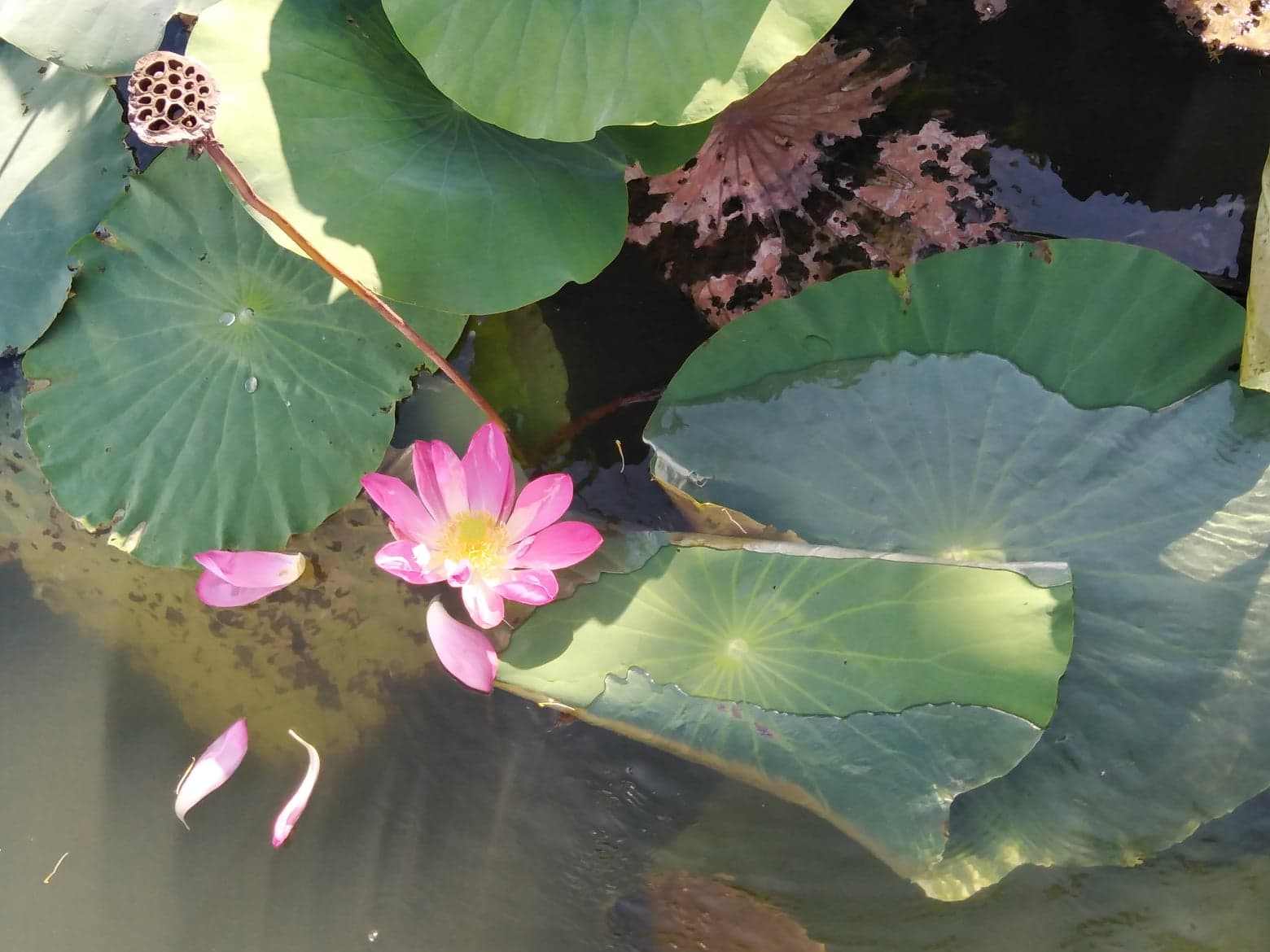 Harbour Fishing Half Day