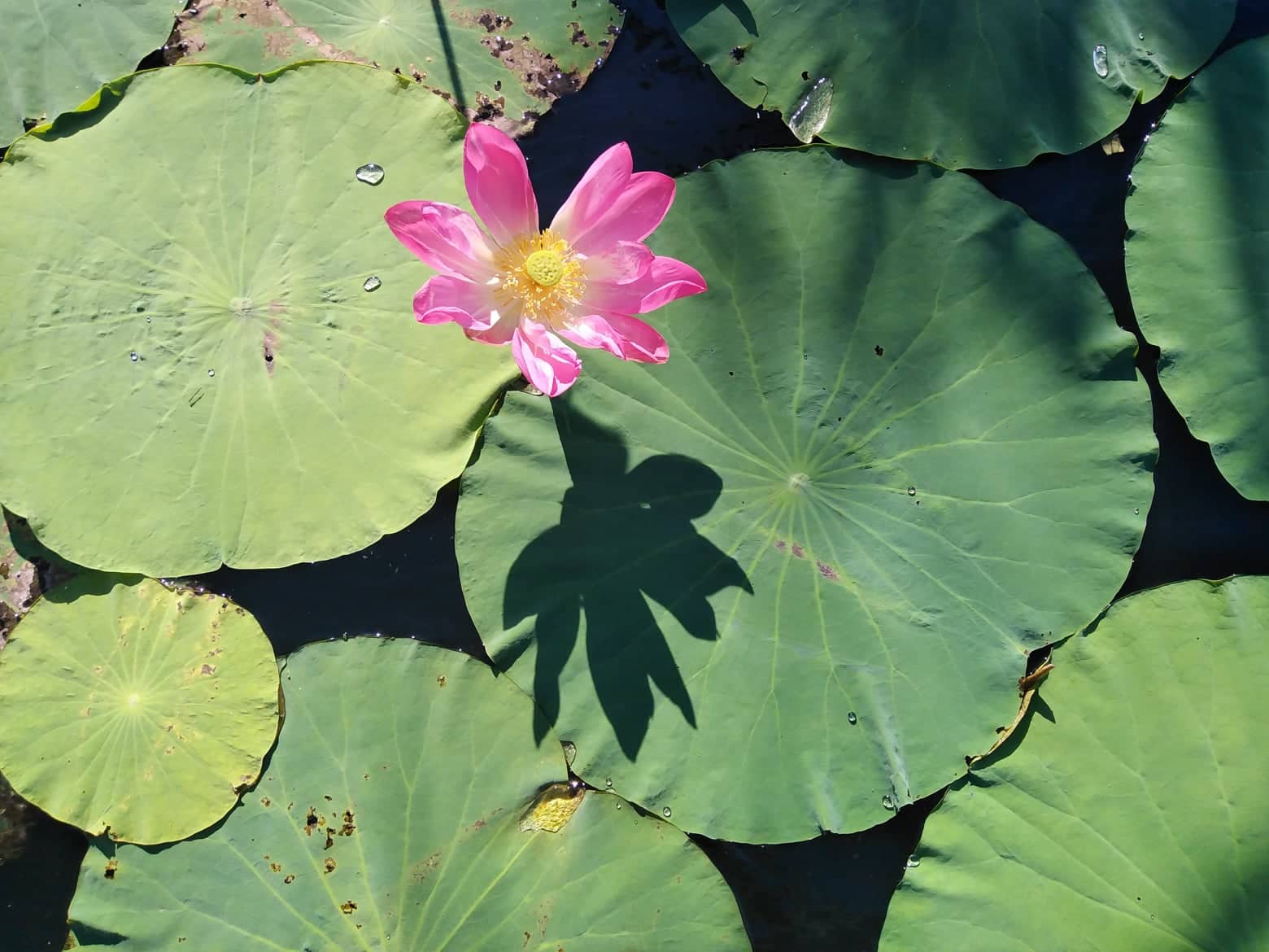 Copy of Full Day Harbour Fishing