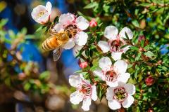 Manuka Honey History and Tasting
