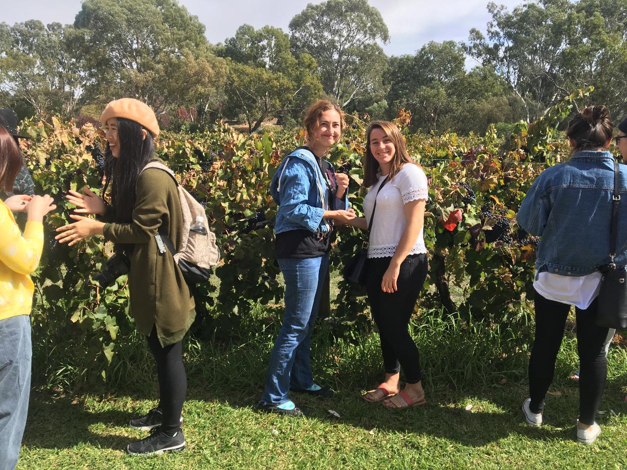 Barossa Valley Day Tour Monday 9th of December 2024 (exclusive for Flinders University international students & families. Supported by Flinders University International Services