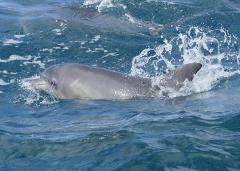 NEW DATE: Fleurieu Peninsula Ocean Safari & Nature Tour (Exclusive for International Students 18yrs or over) 28th of March 2026