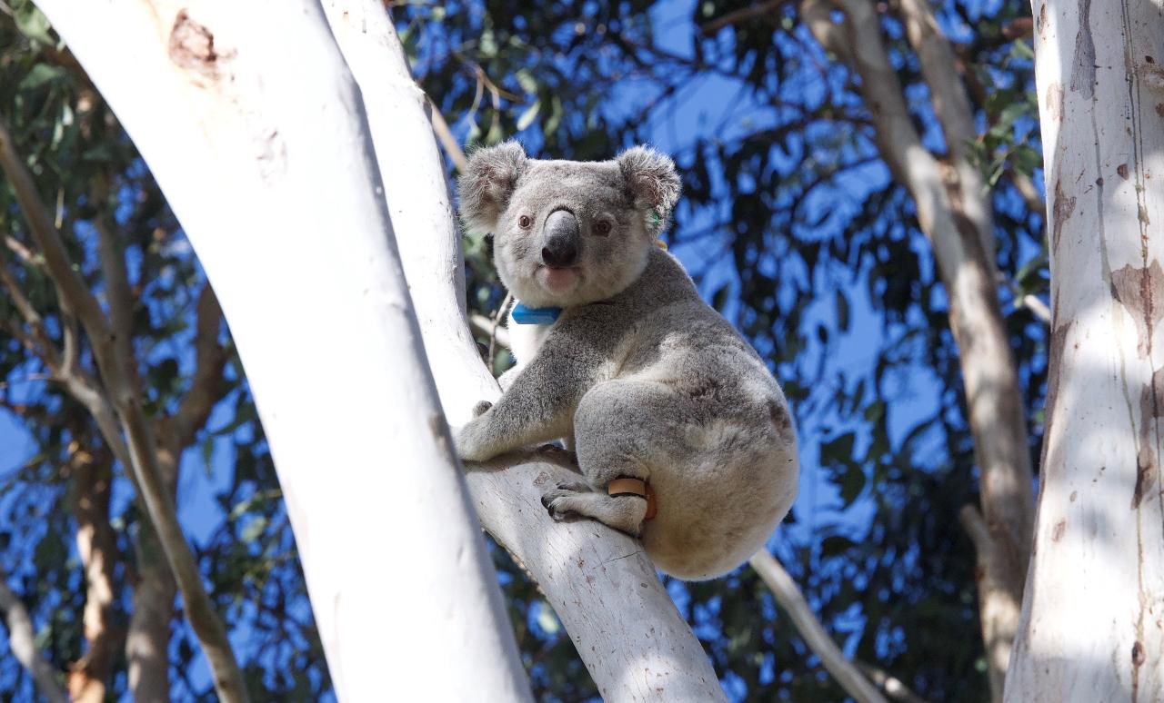 Koala Safari with Wildlife Centre Tour