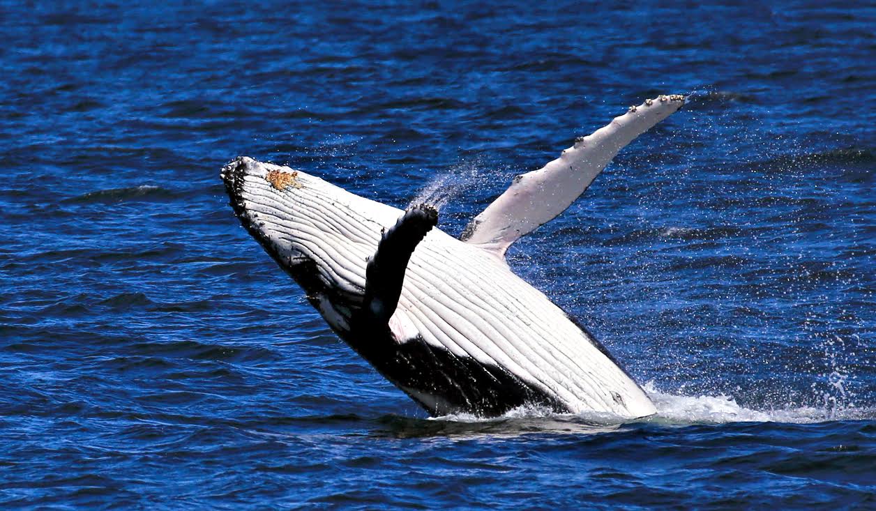 Jervis Bay Whale Watching Cruise - Ulladulla.info Reservations