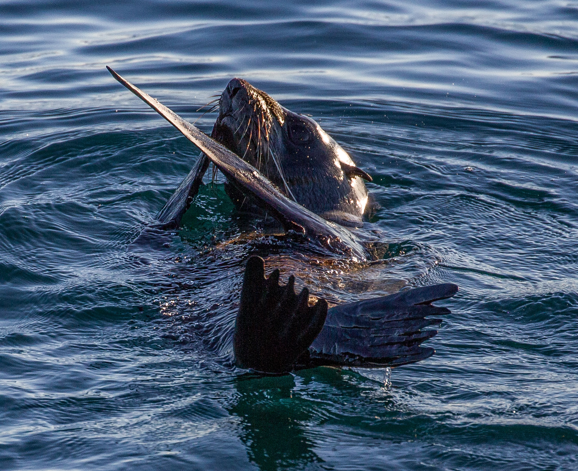 Jervis Bay Seals & Seacliffs Cruise