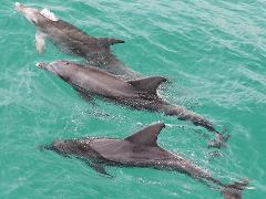 Jervis Bay  Dolphin Cruise