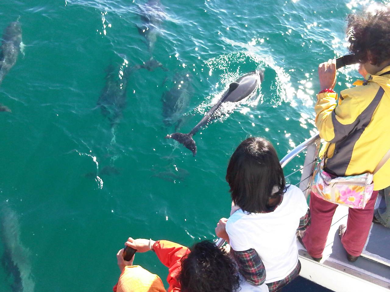 Jervis Bay Dolphin Cruise - Dolphin Watch Cruises Reservations